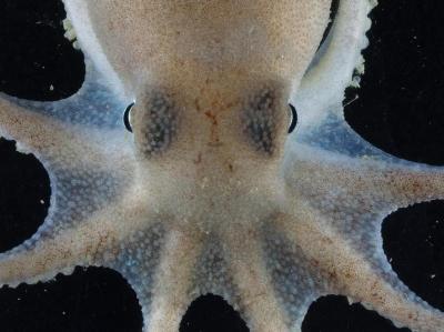 Food Fashion Exhibition In Berlin - High end couture and luxury cuisine collide in an exhibition in Berlin. Food Fashion Exhibition In Berlin - High end couture and luxury cuisine collide in an exhibition in Berlin.