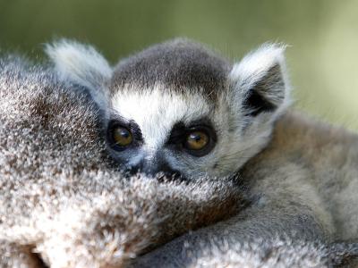 Paris Zoo Set To Be Transformed - Paris's zoo in the Parc de Vincennes is to feature new animals and improved habitats. Paris Zoo Set To Be Transformed - Paris's zoo in the Parc de Vincennes is to feature new animals and improved habitats.